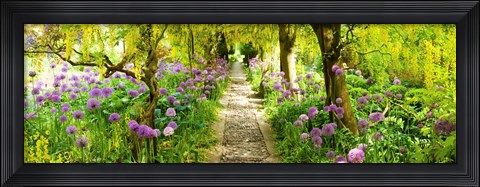 Framed Laburnum trees at Barnsley House Gardens, Gloucestershire, England Print