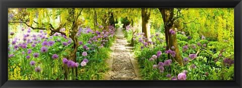 Framed Laburnum trees at Barnsley House Gardens, Gloucestershire, England Print