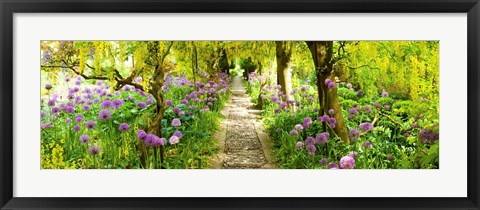 Framed Laburnum trees at Barnsley House Gardens, Gloucestershire, England Print