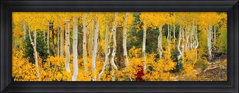 Framed Aspen Trees in Autumn, Dixie National Forest, Utah Print