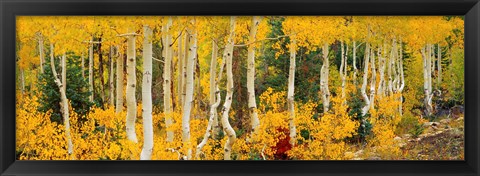 Framed Aspen Trees in Autumn, Dixie National Forest, Utah Print