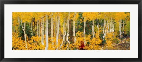 Framed Aspen Trees in Autumn, Dixie National Forest, Utah Print