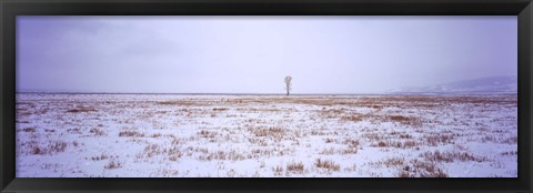 Framed Snow covered landscape in winter, Antelope Flat, Grand Teton National Park, Wyoming, USA Print