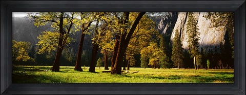 Framed Trees near the El Capitan, Yosemite National Park, California, USA Print