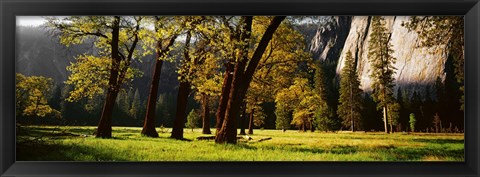 Framed Trees near the El Capitan, Yosemite National Park, California, USA Print