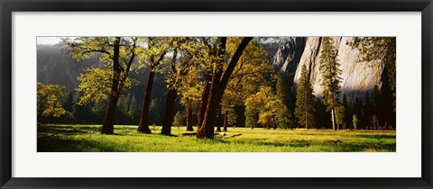 Framed Trees near the El Capitan, Yosemite National Park, California, USA Print