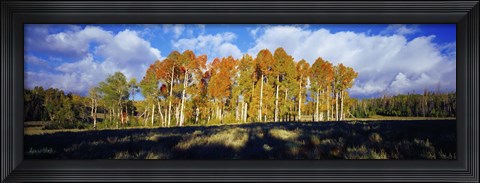 Framed Aspen Trees in the Fall, Utah Print