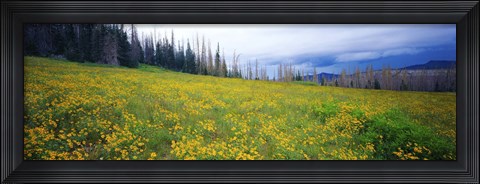 Framed Wildflowers in bloom at morning light, Dixie National Forest, Utah, USA Print