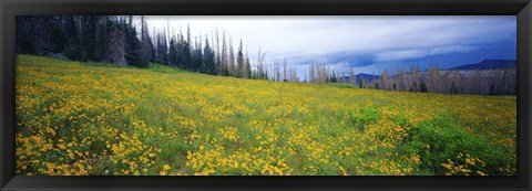 Framed Wildflowers in bloom at morning light, Dixie National Forest, Utah, USA Print