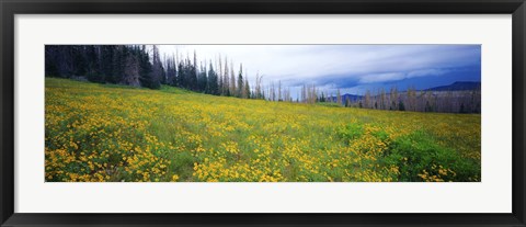 Framed Wildflowers in bloom at morning light, Dixie National Forest, Utah, USA Print