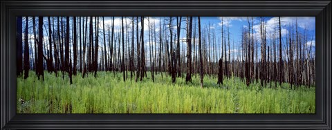 Framed Burnt Pines at the Grand Canyon, Arizona Print