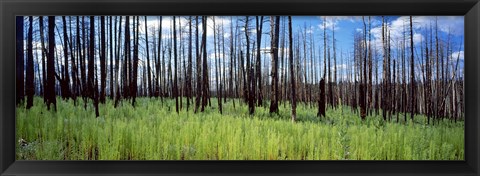 Framed Burnt Pines at the Grand Canyon, Arizona Print