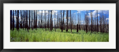 Framed Burnt Pines at the Grand Canyon, Arizona Print