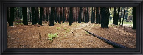 Framed Burnt pine trees in a forest, Yosemite National Park, California, USA Print