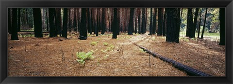 Framed Burnt pine trees in a forest, Yosemite National Park, California, USA Print