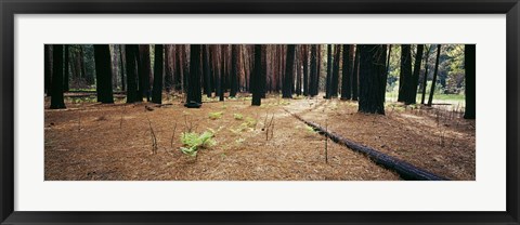 Framed Burnt pine trees in a forest, Yosemite National Park, California, USA Print