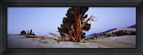 Framed Bristlecone pine tree in Ancient Bristlecone Pine Forest, White Mountains, California, USA Print