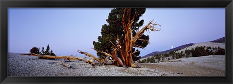 Framed Bristlecone pine tree in Ancient Bristlecone Pine Forest, White Mountains, California, USA Print