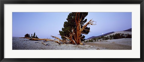 Framed Bristlecone pine tree in Ancient Bristlecone Pine Forest, White Mountains, California, USA Print