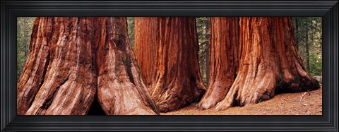 Framed Trees at Sequoia National Park, California, USA Print