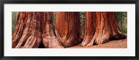 Framed Trees at Sequoia National Park, California, USA Print