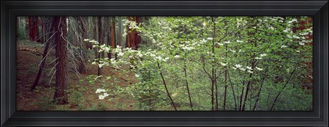Framed Flowering dogwood in bloom at sunrise, Sequoia National Park, California, USA Print