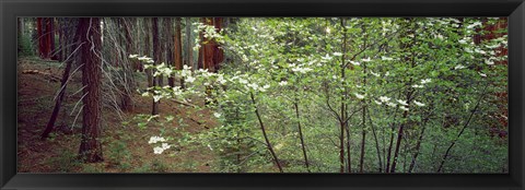 Framed Flowering dogwood in bloom at sunrise, Sequoia National Park, California, USA Print