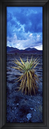Framed Yucca flower in Red Rock Canyon National Conservation Area, Las Vegas, Nevada, USA Print