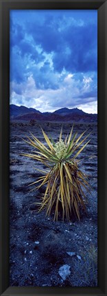 Framed Yucca flower in Red Rock Canyon National Conservation Area, Las Vegas, Nevada, USA Print