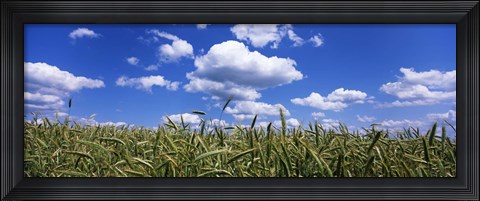 Framed Rye field, Baden-Wurttemberg, Germany Print