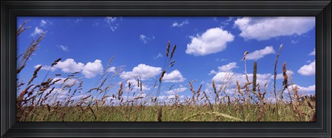 Framed Field of grass, Baden-Wurttemberg, Germany Print