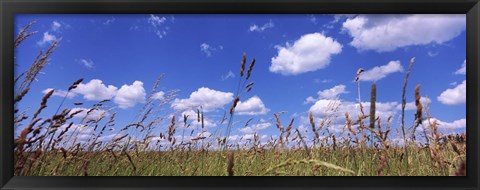 Framed Field of grass, Baden-Wurttemberg, Germany Print