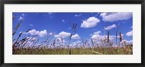 Framed Field of grass, Baden-Wurttemberg, Germany Print