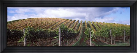 Framed Vines shedding their leaves, Napa Valley, California, USA Print