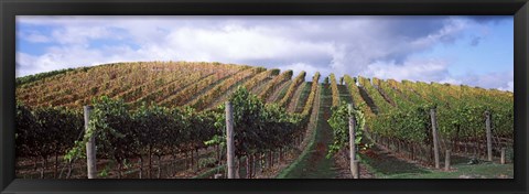 Framed Vines shedding their leaves, Napa Valley, California, USA Print