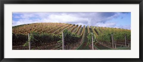 Framed Vines shedding their leaves, Napa Valley, California, USA Print