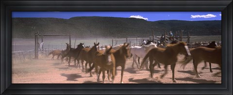 Framed Close up of Horses running in a field, Colorado Print