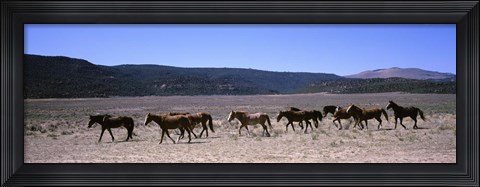 Framed Horses running in a field, Colorado Print