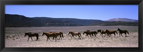 Framed Horses running in a field, Colorado Print