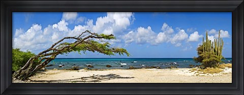 Framed Divi divi tree (Caesalpinia Coriaria) at the coast, Aruba Print