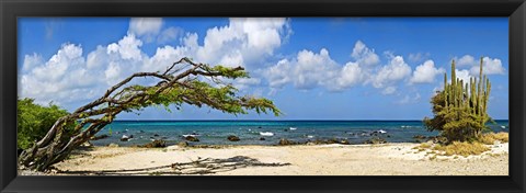 Framed Divi divi tree (Caesalpinia Coriaria) at the coast, Aruba Print