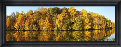 Framed Reflection of trees in a lake, Strawbridge Lake, Moorestown, New Jersey, USA Print