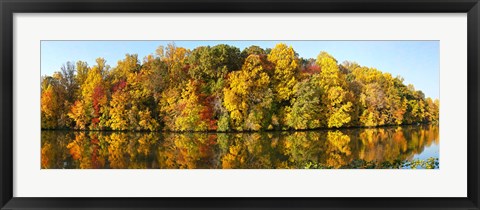 Framed Reflection of trees in a lake, Strawbridge Lake, Moorestown, New Jersey, USA Print