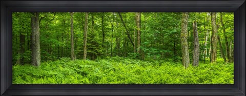 Framed Ferns blanketing floor of summer woods near Old Forge in the Adirondack Mountains, New York State, USA Print