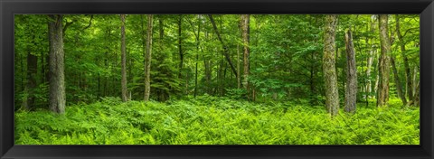 Framed Ferns blanketing floor of summer woods near Old Forge in the Adirondack Mountains, New York State, USA Print