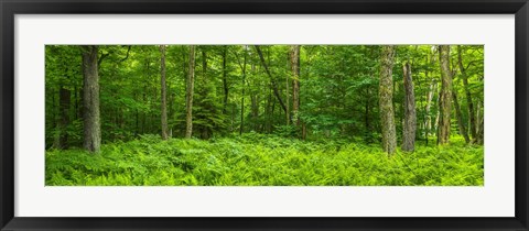 Framed Ferns blanketing floor of summer woods near Old Forge in the Adirondack Mountains, New York State, USA Print