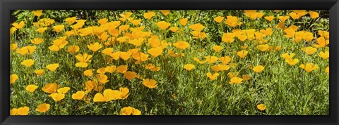 Framed California poppies (Eschscholzia californica) in bloom Print