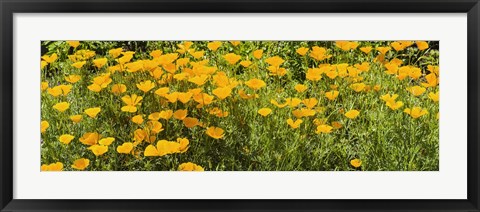 Framed California poppies (Eschscholzia californica) in bloom Print