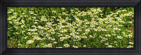 Framed German chamomile (Matricaria chamomilla) in bloom Print