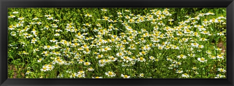 Framed German chamomile (Matricaria chamomilla) in bloom Print